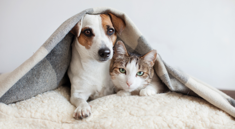 Pet Wellness & Preventative Care Services | Bridge City