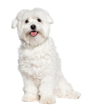 cutout image of dog smiling and happy